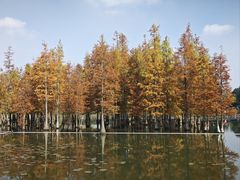 -白鹭湾湿地公园