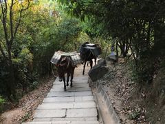 -阳台山森林公园