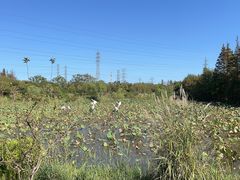 -上海长兴岛郊野公园