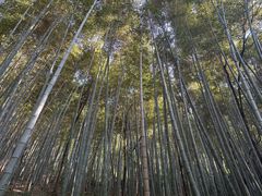 -上海佘山国家森林公园天马山园