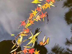 -秋霞圃