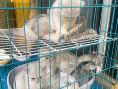 -Meowの猫咖(万家丽店)