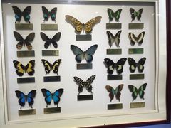 -上海昆虫博物馆