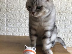 -平行世界·猫咖(首经贸店)