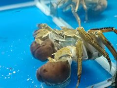 -虾蟹阁小龙虾大闸蟹(文明路店)