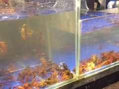 水产区-甄品麦哲伦海鲜和牛自助(万达广场店)