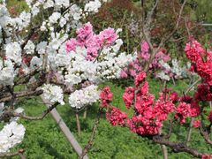 -南汇桃花村