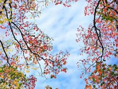 -昆山城市生态森林公园