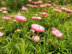 -西湖风景区-江洋畈生态公园