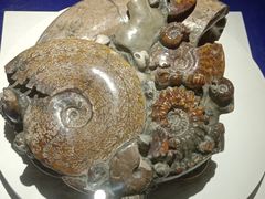 -贝壳王国博物馆