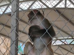 -西霞口神雕山野生动物世界