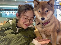 -柴务处·柴犬主题狗咖