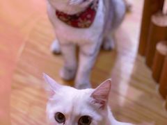 -猫にゃん · 猫的隐藏屋猫咖(麦地旗舰店)