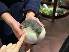 -肆月河豚·淮扬菜·湘菜(华天店)