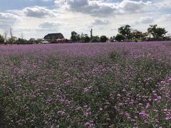 -荷兰花海