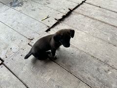 -同銮特种养殖场·龙虾垂钓