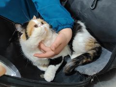 -米苏动物医院·犬猫专科·骨科外科内窥镜