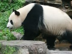 -中国大熊猫保护研究中心雅安碧峰峡基地