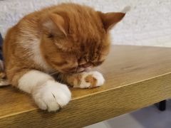 -平行世界·猫咖(首经贸店)