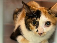 -瑞派康怡24h宠物医院·犬猫医疗中心·微创绝育(瑞景分院)