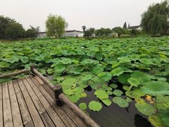 -鹅湖玫瑰文化园