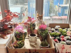 -双季花艺园艺市场(浦东店)