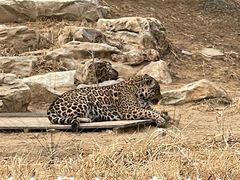 -北京野生动物园