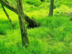 -西湖风景区-江洋畈生态公园