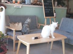大堂-平行世界·猫咖(首经贸店)