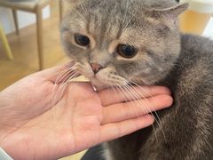 -猫咪派对(江南西店)