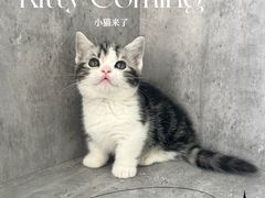-小猫来了·猫舍(红山六九七九店)