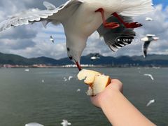 -海埂大坝