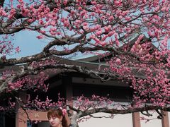 -醍醐寺