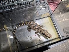 -青石桥花鸟鱼虫市场(叠翠城店)