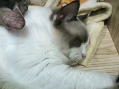 -屋虎猫馆(宝安大仟里店)
