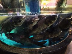 -魏铭鱼头捞饭(晋阳路店)