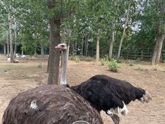 -大连森林动物园