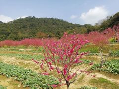 -广州市石门国家森林公园
