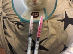 -美联众合动物医院(·中兽医·疑难杂症·严家桥分院)