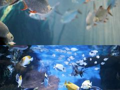 -上海海洋水族馆