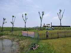 -洪湖湿地生态园