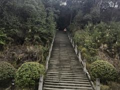 -铁山坪森林公园