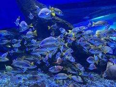 -海合安武汉极地海洋公园