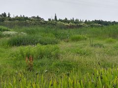 -长田漾湿地公园