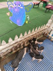 -萌宠亲子动物乐园(槐房万达店)