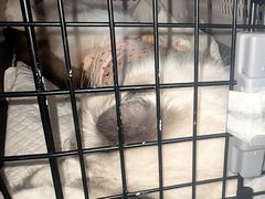 -纳吉亚猫专科动物诊疗中心(蒋宅口分院)