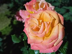 -人民公园(罗湖区)