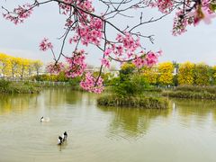 -天适樱花悠乐园