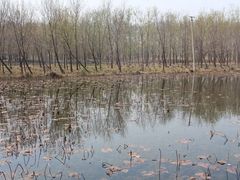 -微山湖红荷湿地景区
