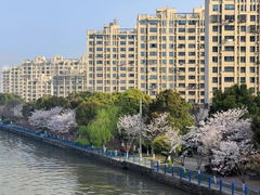 -高东镇樱花园